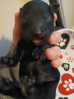 Macchiato, a female Maltipoo and Poodle - Toy  for sale in Morganton, NC – 1 of 6