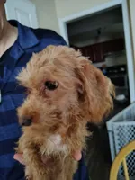 Anna, a female Maltipoo for sale in Morganton, NC – 6 of 7