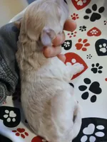 Frappuccino, a male Maltipoo and Poodle - Toy  for sale in Morganton, NC – 4 of 7
