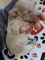Frappuccino, a male Maltipoo and Poodle - Toy  for sale in Morganton, NC – 7 of 7