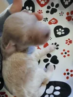 Frappuccino, a male Maltipoo and Poodle - Toy  for sale in Morganton, NC – 3 of 7
