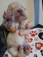 Frappuccino, a male Maltipoo and Poodle - Toy  for sale in Morganton, NC – 2 of 7