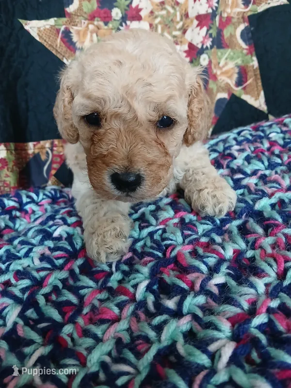 Latte – Maltipoo, Poodle - Toy  puppy for sale in Morganton, NC