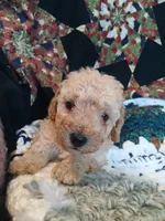 Latte, a male Maltipoo and Poodle - Toy  for sale in Morganton, NC – 1 of 4