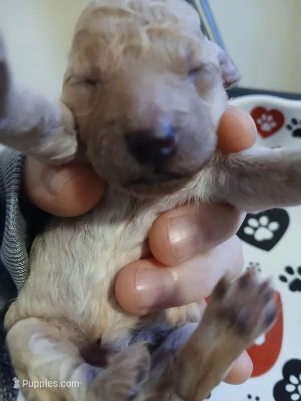 Latte, a male Maltipoo and Poodle - Toy  for sale in Morganton, NC – 1 of 6