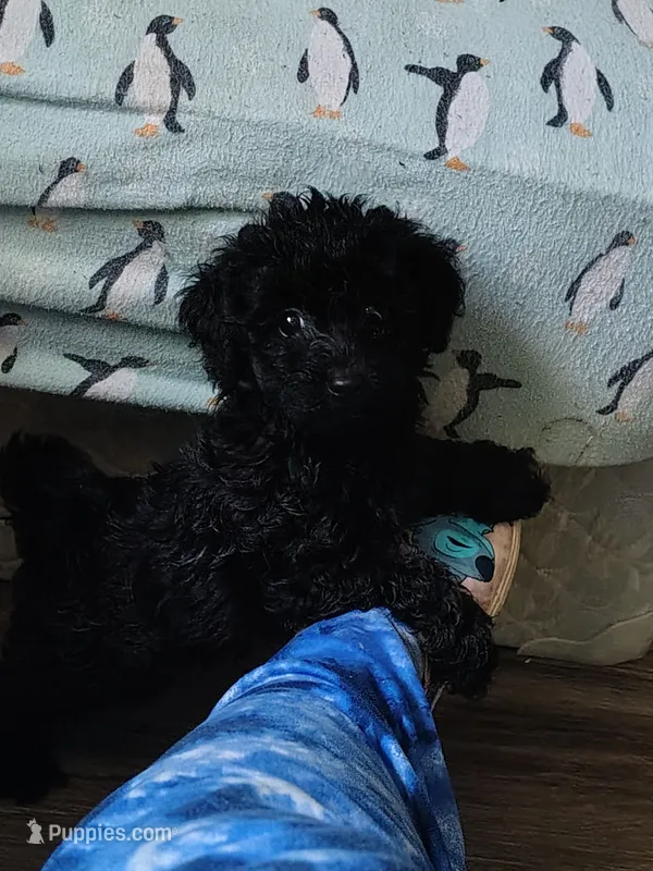 Espresso – Maltipoo, Poodle - Toy  puppy for sale in Morganton, NC