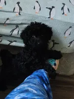 Cosmo, a male Maltipoo and Poodle - Toy  for sale in Morganton, NC – 1 of 9