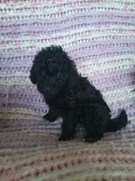 Macchiato, a female Maltipoo and Poodle - Toy  for sale in Morganton, NC – 2 of 5
