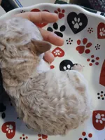 Latte, a male Maltipoo and Poodle - Toy  for sale in Morganton, NC – 6 of 6