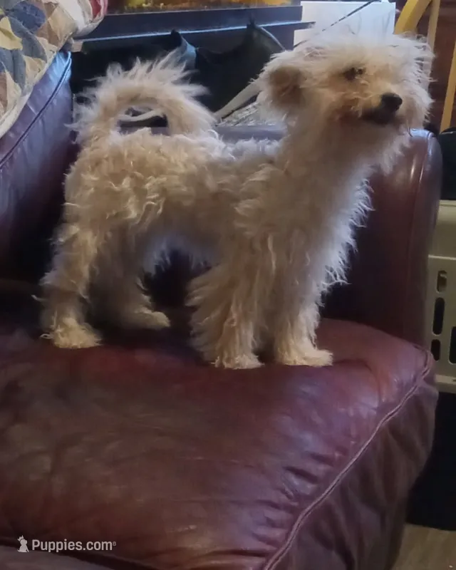 Stella – Maltipoo, Poodle - Toy  puppy for sale in Morganton, NC