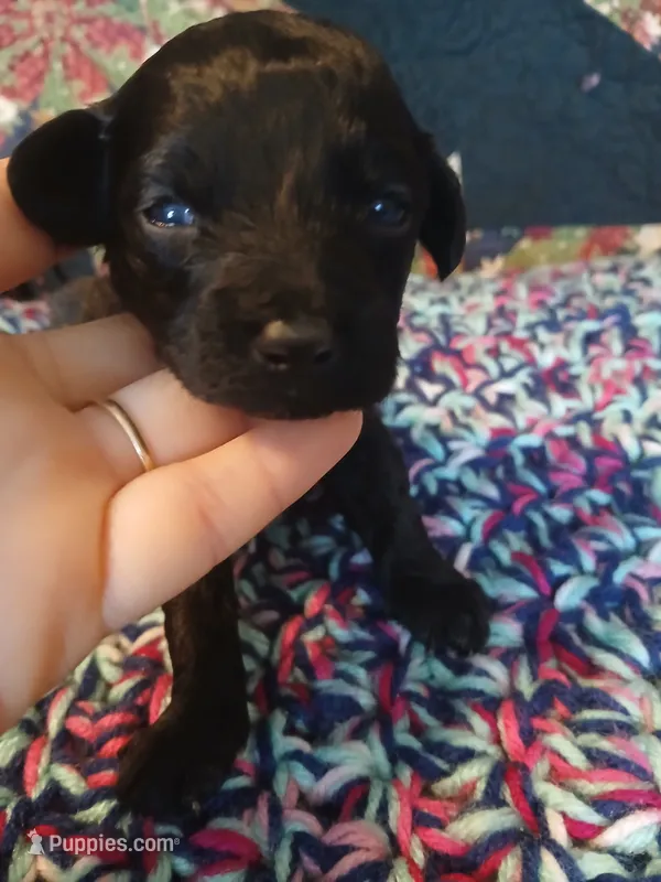 Mocha – Maltipoo, Poodle - Toy  puppy for sale in Morganton, NC
