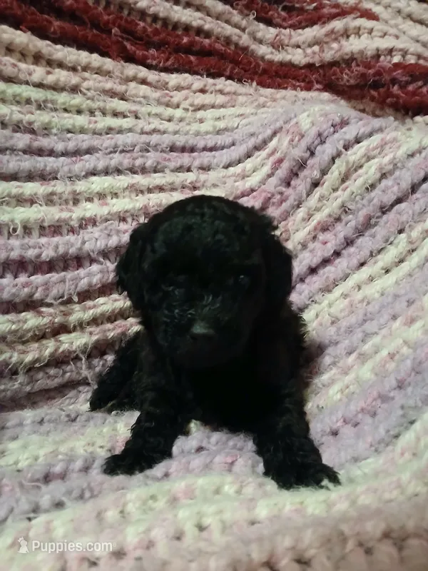 Macchiato – Maltipoo, Poodle - Toy  puppy for sale in Morganton, NC