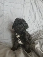Oreo, a male Maltipoo and Poodle - Toy  for sale in Morganton, NC – 3 of 6