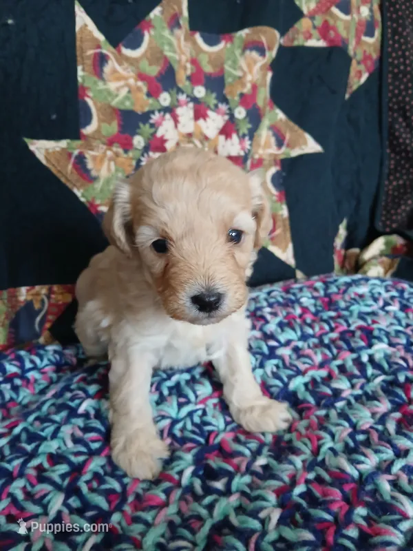 Frappuccino – Maltipoo, Poodle - Toy  puppy for sale in Morganton, NC