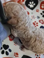 Latte, a male Maltipoo and Poodle - Toy  for sale in Morganton, NC – 5 of 6