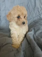 Frappuccino, a male Maltipoo and Poodle - Toy  for sale in Morganton, NC – 5 of 7