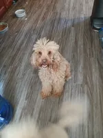 Bella, a female Maltipoo and Poodle - Miniature  for sale in Morganton, NC – 2 of 3