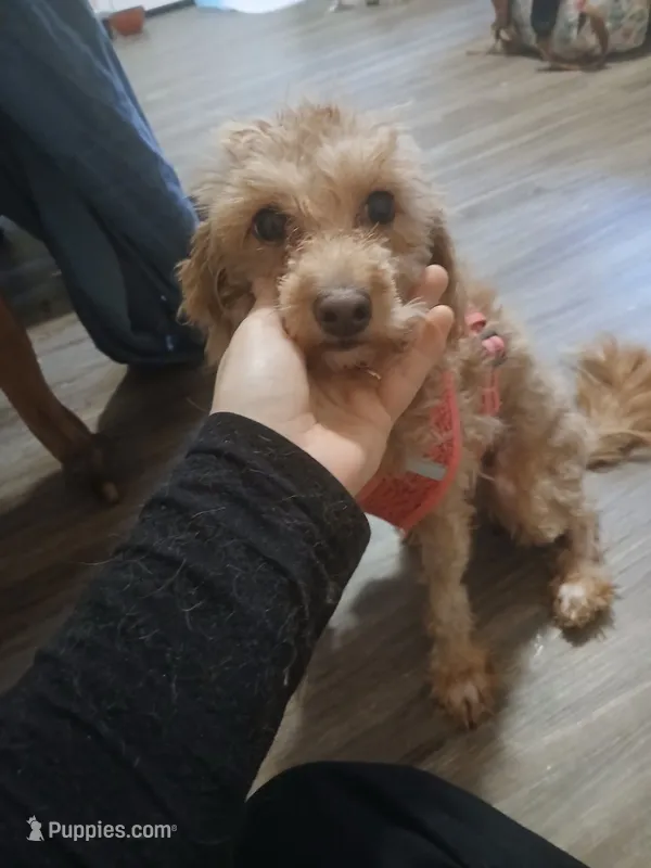 Anna – Maltipoo puppy for sale in Morganton, NC