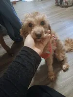 Anna, a female Maltipoo for sale in Morganton, NC – 1 of 7