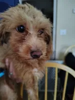 Anna, a female Maltipoo for sale in Morganton, NC – 7 of 7