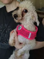 Stella, a female Maltipoo for sale in Morganton, NC – 3 of 5