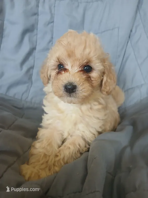 Frappuccino – Maltipoo, Poodle - Toy  puppy for sale in Morganton, NC