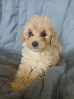 Frappuccino, a male Maltipoo and Poodle - Toy  for sale in Morganton, NC – 1 of 7