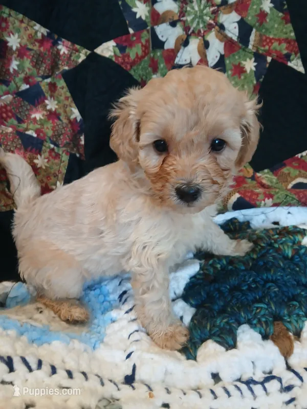 Frappuccino – Maltipoo, Poodle - Toy  puppy for sale in Morganton, NC