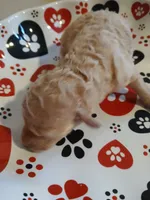 Latte, a male Maltipoo and Poodle - Toy  for sale in Morganton, NC – 3 of 6