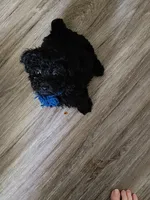Cosmo, a male Maltipoo and Poodle - Toy  for sale in Morganton, NC – 9 of 9