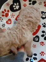 Latte, a male Maltipoo and Poodle - Toy  for sale in Morganton, NC – 4 of 6