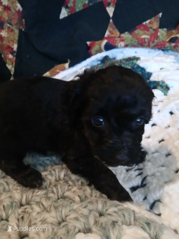 Mocha – Maltipoo, Poodle - Toy  puppy for sale in Morganton, NC