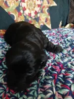 Espresso, a male Maltipoo and Poodle - Toy  for sale in Morganton, NC – 3 of 3