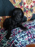 Kona, a female Maltipoo and Poodle - Toy  for sale in Morganton, NC – 2 of 3