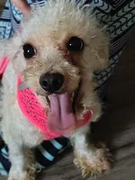 Stella, a female Maltipoo for sale in Morganton, NC – 2 of 5