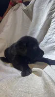 Lilo, a female Belgian Malinois and Golden Retriever for sale in Dacono, CO – 3 of 3