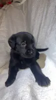 Lilo, a female Belgian Malinois and Golden Retriever for sale in Dacono, CO – 2 of 3