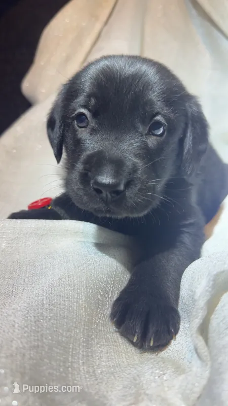 Lilo – Belgian Malinois, Golden Retriever puppy for sale in Dacono, CO
