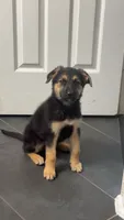 Nala, a female German Shepherd Dog for sale in Manassas Park, VA – 3 of 4