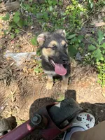 Nala, a female German Shepherd Dog for sale in Manassas Park, VA – 1 of 4