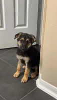 Nala, a female German Shepherd Dog for sale in Manassas Park, VA – 2 of 4
