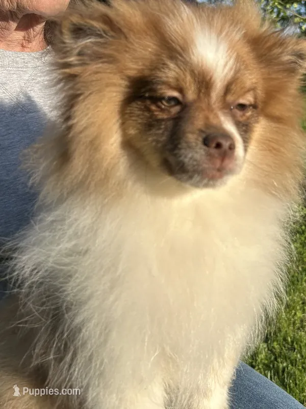 Bernard – Pomeranian puppy for sale in Dayton, OH