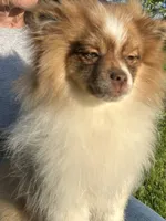 Bernard, a male Pomeranian for sale in Dayton, OH – 1 of 3