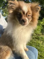 Bernard, a male Pomeranian for sale in Dayton, OH – 3 of 3