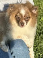 Bernard, a male Pomeranian for sale in Dayton, OH – 2 of 3