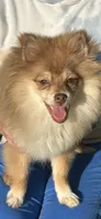 Roxy, a female Pomeranian for sale in Dayton, OH – 2 of 3