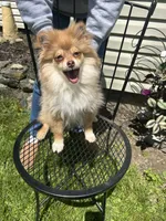Roxy, a female Pomeranian for sale in Dayton, OH – 3 of 3