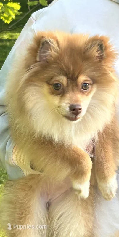 Roxy – Pomeranian puppy for sale in Dayton, OH