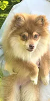 Roxy, a female Pomeranian for sale in Dayton, OH – 1 of 3
