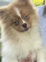Betty, a female Pomeranian for sale in Dayton, OH – 3 of 3